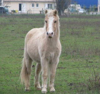  I pony dell'Eperon Laurentais 
